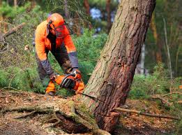 Trusted Huntsville, AR  Tree Services Experts