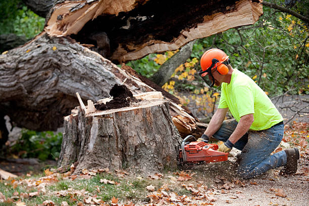 Best Tree Disease Treatment  in Huntsville, AR