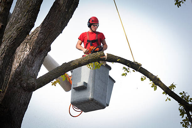 Best Tree Maintenance Programs  in Huntsville, AR