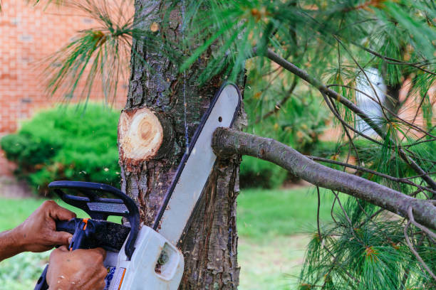 Why Choose Our Tree Removal Services in Huntsville, AR?